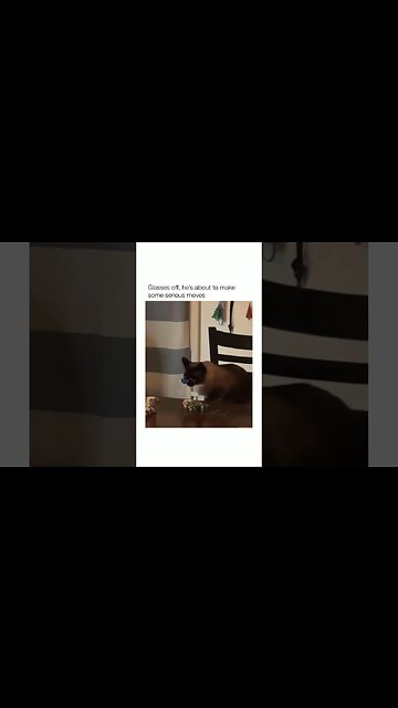 💀😂😂Subscribe on youtube * LINK IN BIO *#memes #dog #dogmemes #memes #funny #trynottolaugh #shorts