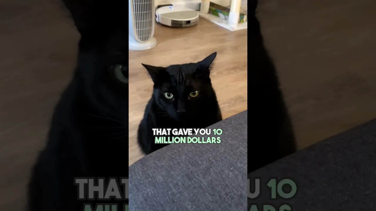 I think you know my answer… #cat #blackcat #leonthecatdad #leontcd #relatable #relationship #kitten