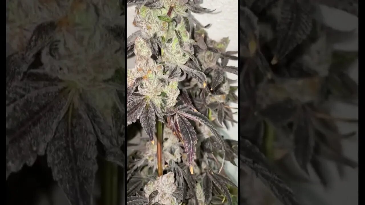 Apple Ztrudel (Apple Fritter x Runtz) @TitanSQ1 Robinhood seeds
