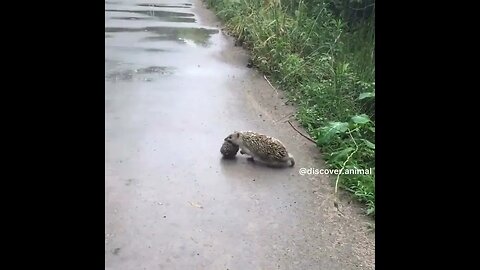 QUEM DISSE QUE NA NATUREZA NÃO TEM ESFORÇO? #shorts #ekological #animals