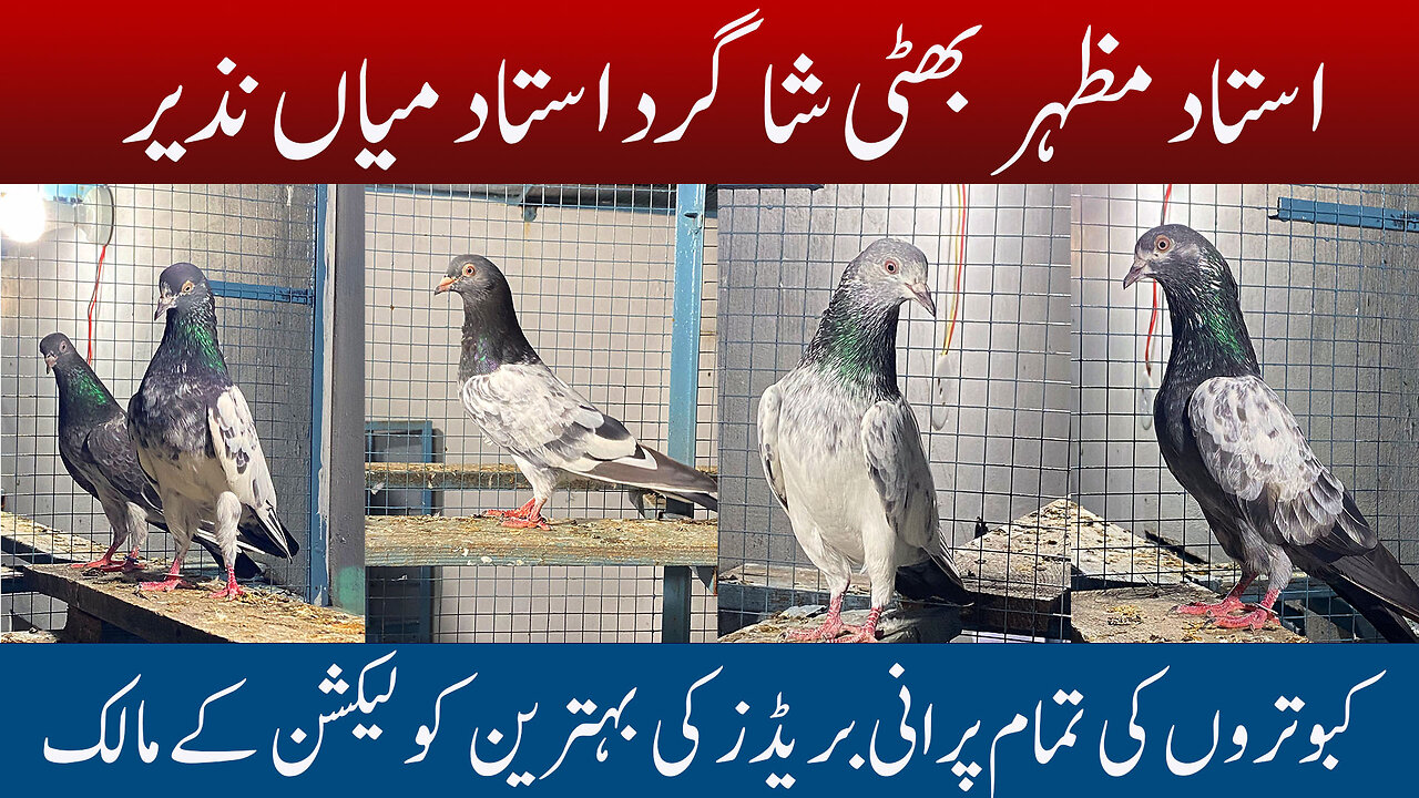 Ustad Mian Nazir's Student Ustad Mazher Bhatti Pigeons Watch In HD Urdu/Hindi