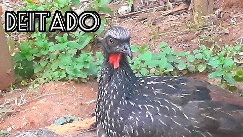 JACU DEITADO NA TERRA EM CIMA DA PEDRA