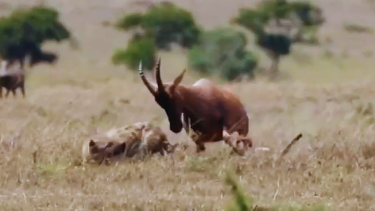 Brave Antelope Mum Attacks Hyena to Save Baby | World Wild Web