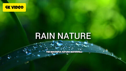 rain nature video