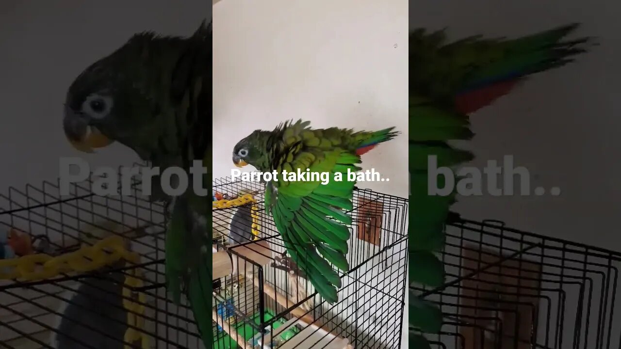 Sunday Morning Bath For My Parrot.. #parrot #birdbath #funnyshorts #shorts | Jason Asselin