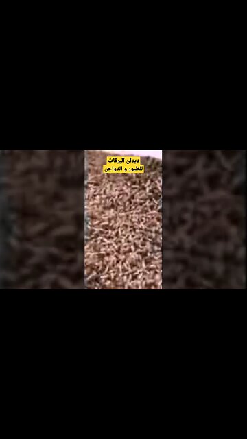 ديدان اليرقات للطيور و الدواجن