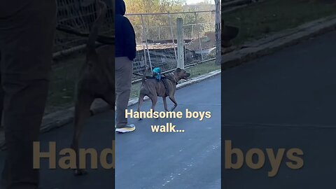 Handsome boys walk #shorts #dog #travel #funnyvideo #pets #cute