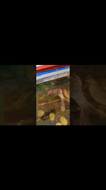 Feeding My Mississippi Map Turtle Fish!!! #pets #animals #reptiles
