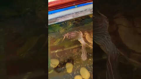 Feeding My Mississippi Map Turtle Fish!!! #pets #animals #reptiles