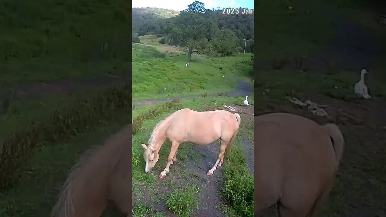 Palomino grazing