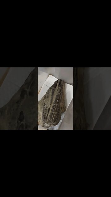 Rare fossil marlin skull - 50 million years old discovery #shorts #fossil #skull