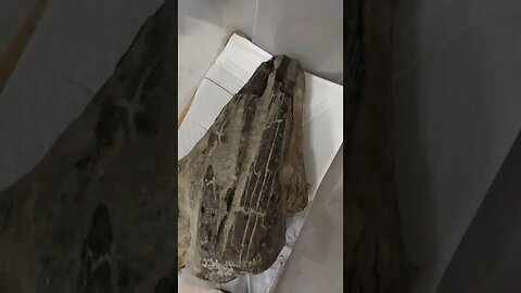 Rare fossil marlin skull - 50 million years old discovery #shorts #fossil #skull