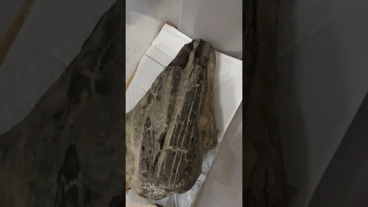 Rare fossil marlin skull - 50 million years old discovery #shorts #fossil #skull