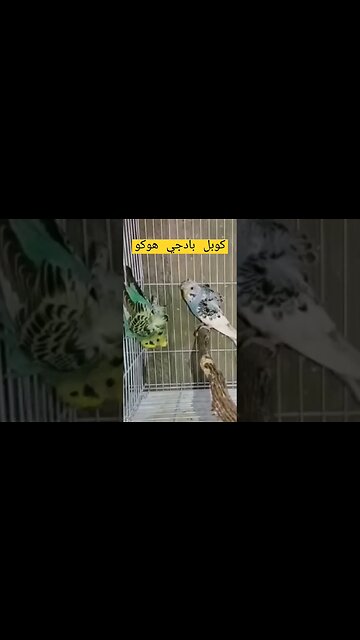 كوبل بادجي هوكو روعة