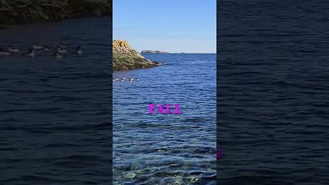 Schooner Cove short