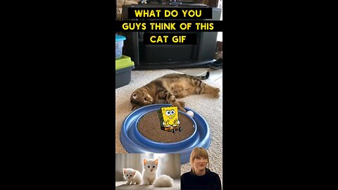 Cute Cat Gif