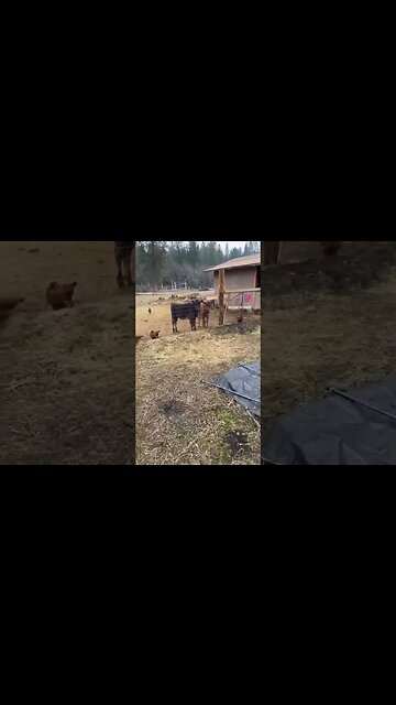 Seriously these girls you’re 5 minutes late and they are not afraid to let you know it’s not ok!