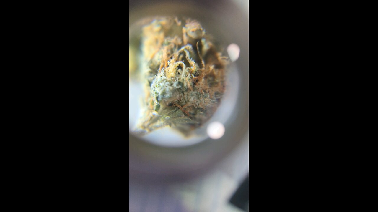 Tahoe OG 7.3/10