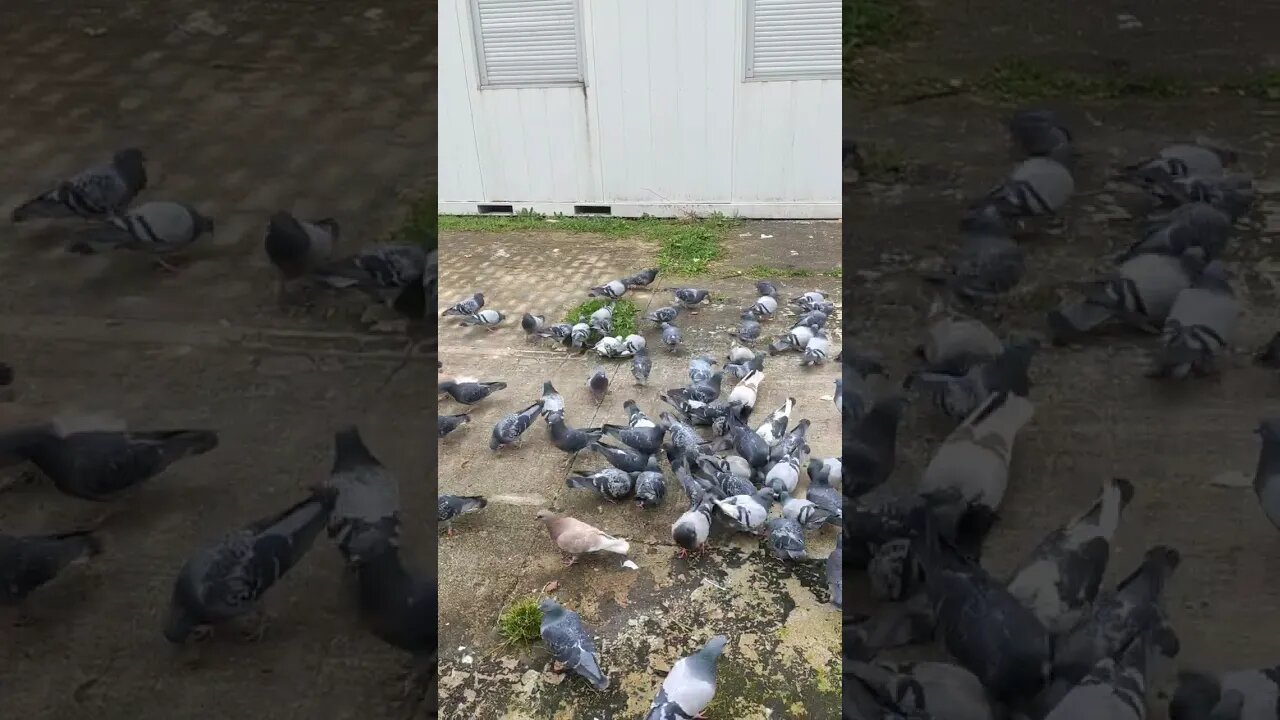 amoureux des pigeons #shorts #youtubeshorts #shortsvideo