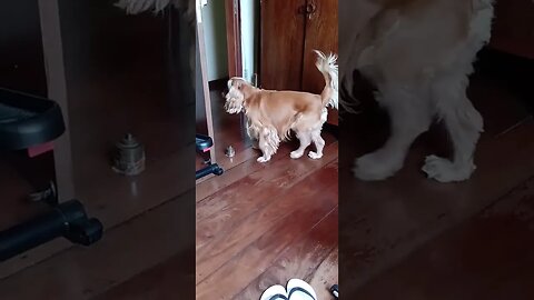 #dogshow , #animals , #dogs , #shorts