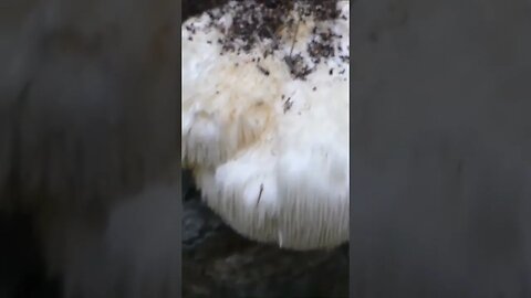 Lion's Mane Mushroom