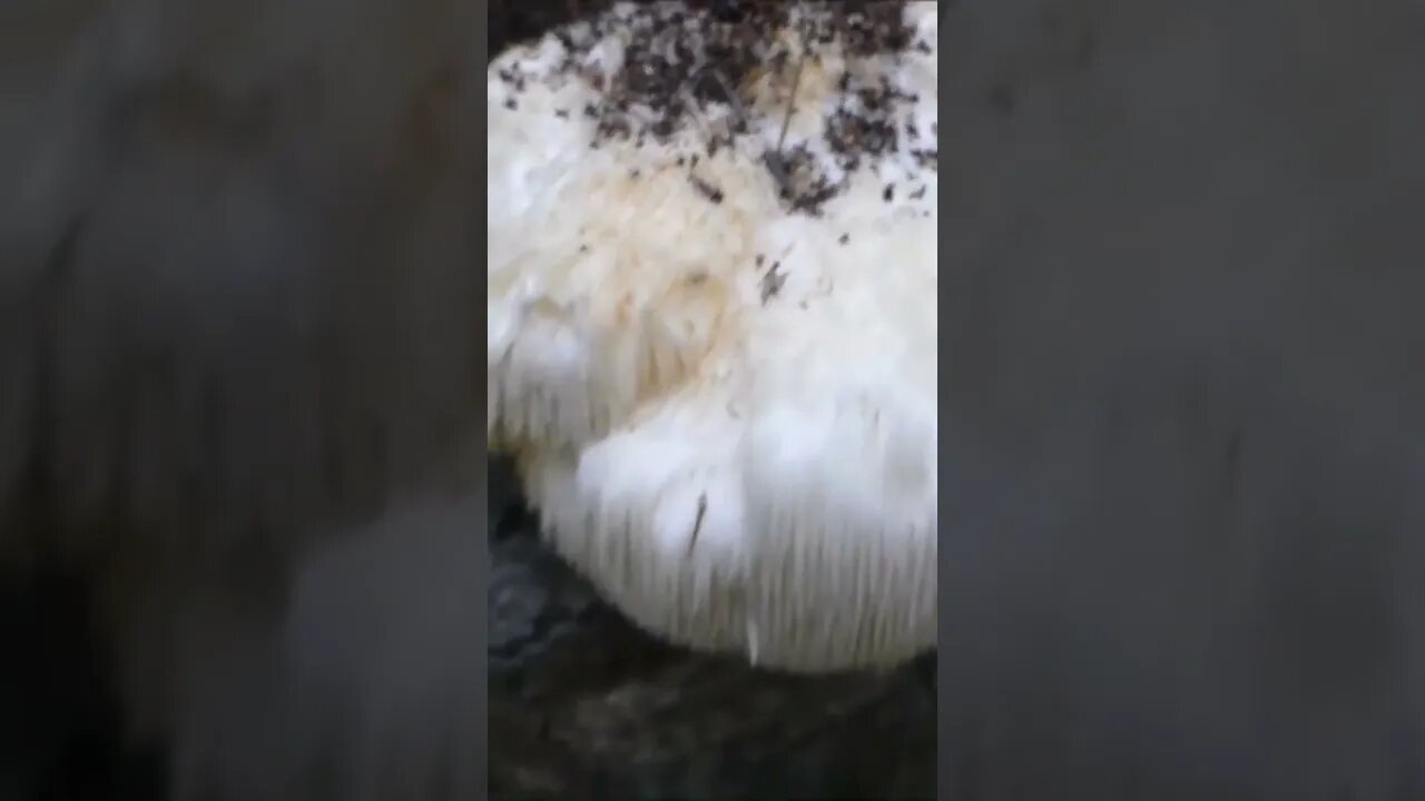 Lion's Mane Mushroom