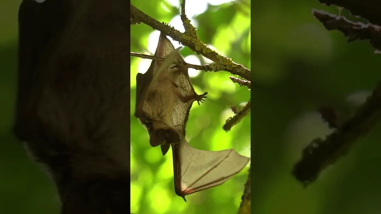 Bat Sounds And Bat Facts #Shorts 📢