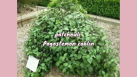 WHAT IS POGOSTEMON CABLIN