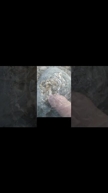 #short Finding a beautiful fossil nautiloid with the chambers visible #fossil #newzealand