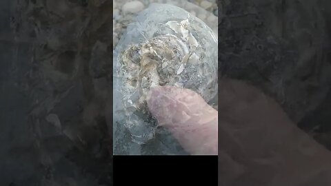 #short Finding a beautiful fossil nautiloid with the chambers visible #fossil #newzealand