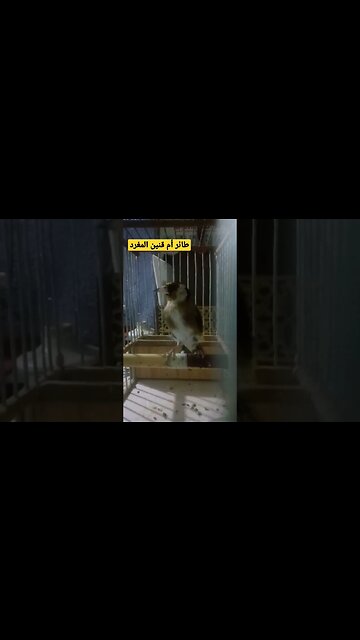 طائر أم قنين أو الحسون المغرد روعة