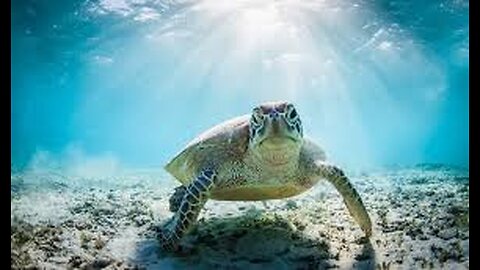 Sea Turtle