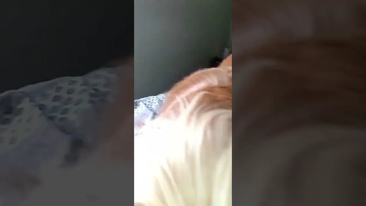 #dogshow , #animals , #dogs , #shorts