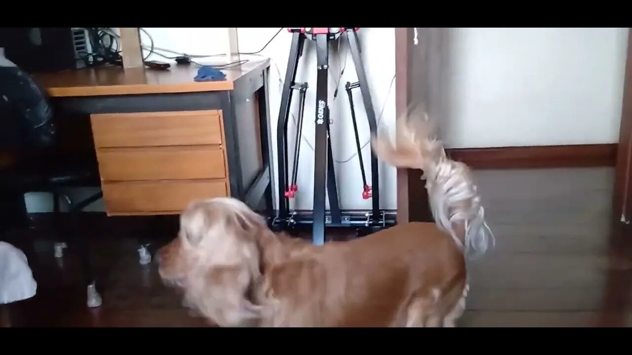 #dogshow , #animals , #dogs