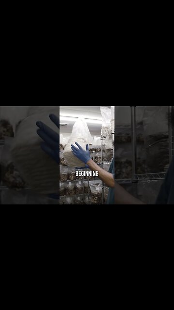 🍄 indoor shiitake farm #shorts