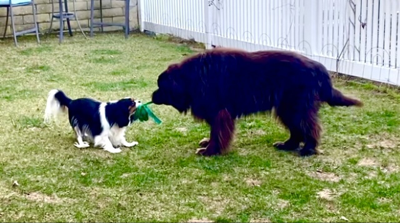Giant Newf plays ever so gently with Cavalier