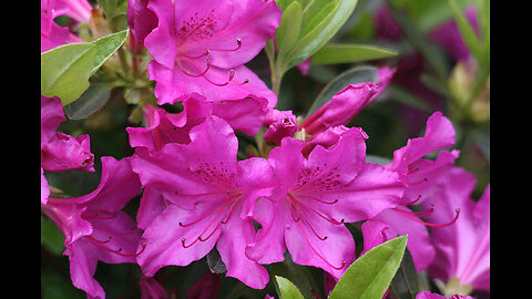 Reading Is Fundamental-Magenta Azaleas