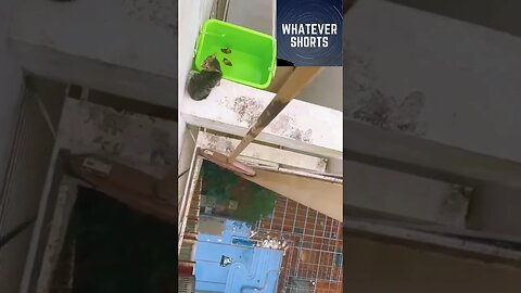 Saving a cat using risky methods #shorts #animals #cat #rescue