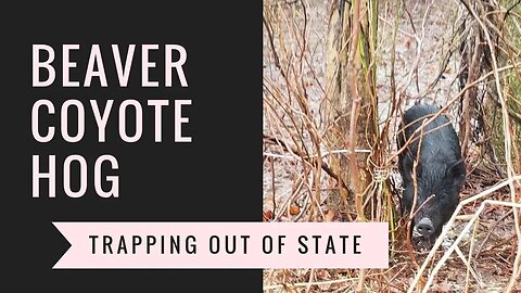 Beaver, Hog and Coyote - Trapping Out of State