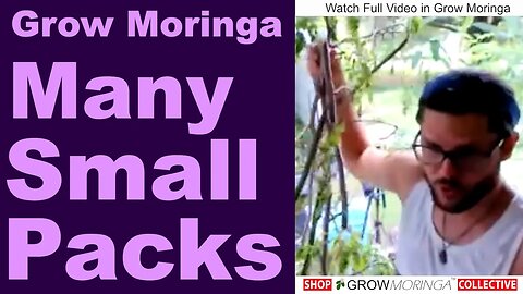 Harvesting Moringa Greens For Profit and Trading Products with Owners | Sell Retail vs Wholesale