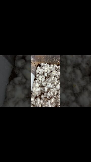 Wanna see something cool? Mycelium Eats Metabolite!