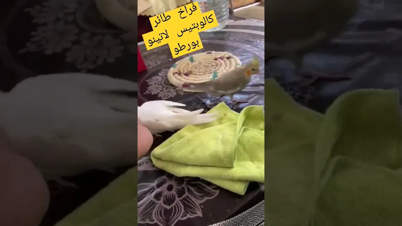 فراخ طائر كالوبتيس لاتينو بورطو روعة