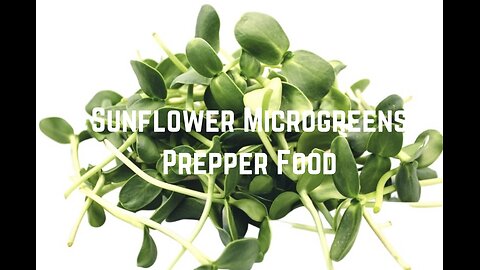 Grow Sunflower Microgreens: Prepper Food