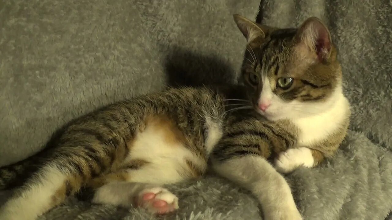 Cute Kitten Washes His Fur