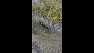 Deer eating apples