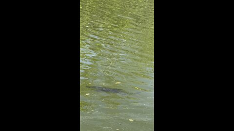Tarpon In Naples Bay #Tarpon #NaplesBay #SeagateBeach #FYP #mywalksinparadise #4K #DolbyVisionHDR
