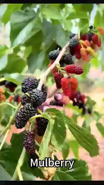 kisan farming💝💝💝