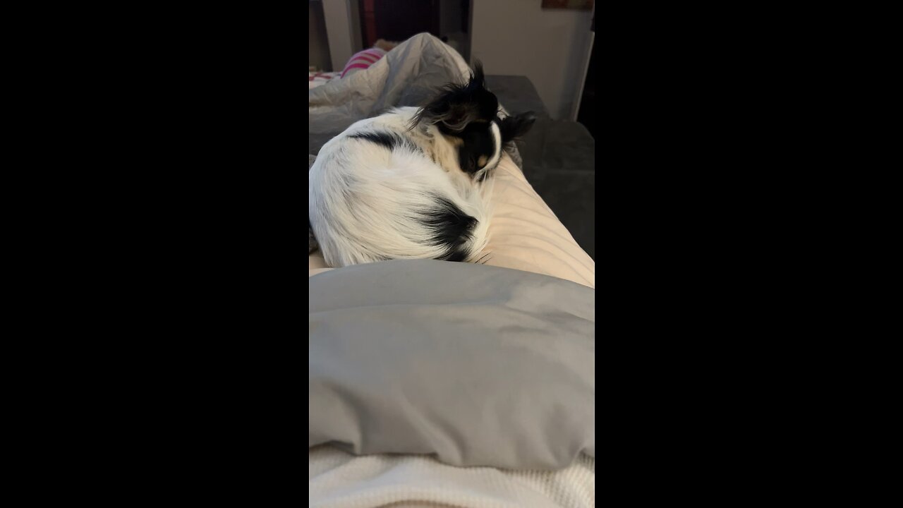 My papillon