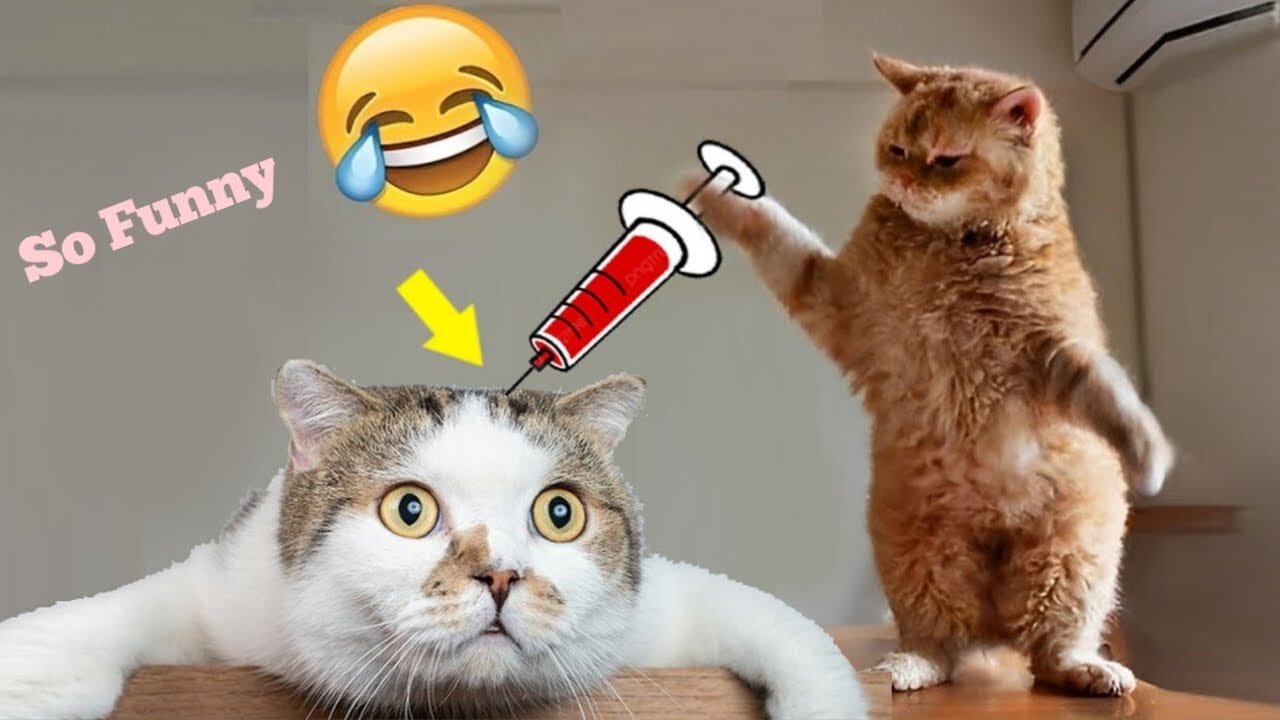 OMG So Cute Cats ♥ Best Funny Cat Videos 2024