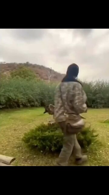 The bearded vulture, also known as the lammergeier or ossifrage